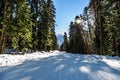 Sun light in the winter forest with white fresh snow and pine trees