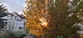 Sun lighting orange auburn yellow leaves of tree at sunset in Germany in April