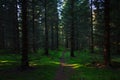 Sun lights inside spruce tree forest Royalty Free Stock Photo