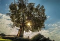 Sun lights on a single tree on the hill and seeping through the branches. canvas landscape image view Royalty Free Stock Photo