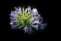 Sun lit agapanthus Royalty Free Stock Photo