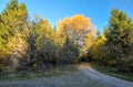 Sun lit forest road in autumn, blue sky above. Royalty Free Stock Photo