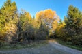 Sun lit forest road in autumn, blue sky above.