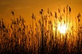 Sun lit through reeds at the orange sunset on the sea coastwallpaper Royalty Free Stock Photo