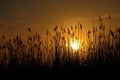 Sun lit through reeds at the orange sunset on the sea coastwallpaper Royalty Free Stock Photo