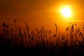 Sun lit through reeds at the orange sunset on the sea coastwallpaper Royalty Free Stock Photo