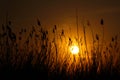 Sun lit through reeds at the orange sunset on the sea coastwallpaper Royalty Free Stock Photo