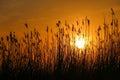 Sun lit through reeds at the orange sunset on the sea coastwallpaper Royalty Free Stock Photo