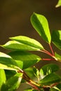 Sun-lit small green leaves on blurred background