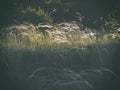 The sun lit up a glade in the forest