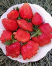 Berry strawberry matures in the summer