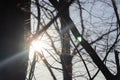 Sun with long rays between dark trees leafless spring branches on evening sky