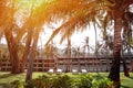 Sun loungers under tall palm trees with green leaves against the background of the hotel on a Sunny day Royalty Free Stock Photo