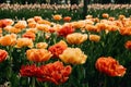 Sun Lover Tulip variety. Big, sunny yellow orange tulips with lots of frilly petals. Colorful tulips in the flower garden, Royalty Free Stock Photo