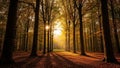 The sun is low, casting long shadows on the forest floor blanke Royalty Free Stock Photo