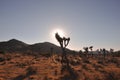 Sun making silhouette of Joshua Tree