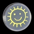 Sun, microbial art Royalty Free Stock Photo