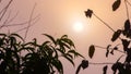 The sun in the morning sky framed by tree branches with a light fog Royalty Free Stock Photo