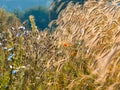 The sun morning summer wildflowers