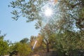 Sun through olive groves Castell de Castells, Spain.