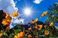 Sun over daisies in Baguio City