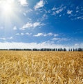 Sun over field Royalty Free Stock Photo