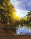 Sun over the foliage of autumn trees near the pond in city Park. Birds swim and walk along the shore. Royalty Free Stock Photo