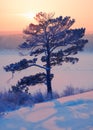 Sun over lonely pine tree and siberian  river Tom under the snow and ice at evening sunset time in winter Royalty Free Stock Photo