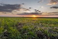 Sun Over Rural Countryside Wheat Field Royalty Free Stock Photo