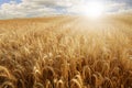 Sun over a wheat field