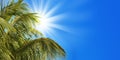 Sun, palm tree and blue sky Royalty Free Stock Photo