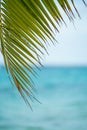 Sun Through Palm Tree Leaves On Carribean Dominican Republic.Palm Tree With Coconut Moving in The Wind On Blue Sky Royalty Free Stock Photo