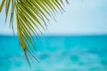 Sun Through Palm Tree Leaves On Carribean Dominican Republic.Palm Tree With Coconut Moving in The Wind On Blue Sky Royalty Free Stock Photo