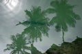 Sun and Palms Reflection in the Water Royalty Free Stock Photo