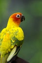 Sun Parakeet Royalty Free Stock Photo