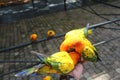 The sun parakeet, also known in aviculture as the sun conure Royalty Free Stock Photo