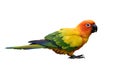 Sun parakeet Aratinga solstitialis also known in aviculture sun conure most lovely and beautiful small yellow parrot Royalty Free Stock Photo