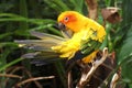 Sun parakeet (Aratinga solstitialis) Royalty Free Stock Photo