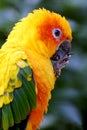 Sun parakeet (Aratinga solstitialis) Royalty Free Stock Photo