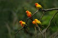 Sun Parakeet, Aratinga solstitialis, rare parrot from Brazil and French Guiana. Portrait yellow green parrot with red head. Bird f
