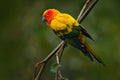 Sun Parakeet, Aratinga solstitialis, rare parrot from Brazil and French Guiana. Portrait yellow green parrot with red head. Birrd Royalty Free Stock Photo