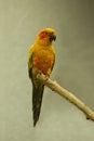 The sun parakeet Aratinga solstitialis. Royalty Free Stock Photo