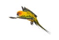 Sun parakeet, bird, Aratinga solstitialis, flying, isolated Royalty Free Stock Photo