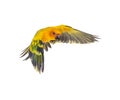 Sun parakeet, bird, Aratinga solstitialis, flying, isolated Royalty Free Stock Photo