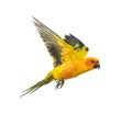 Sun parakeet, bird, Aratinga solstitialis, flying, isolated Royalty Free Stock Photo