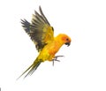 Sun parakeet, bird, Aratinga solstitialis, flying, isolated Royalty Free Stock Photo