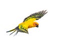 Sun parakeet, bird, Aratinga solstitialis, flying, isolated Royalty Free Stock Photo