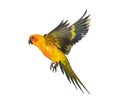 Sun parakeet, bird, Aratinga solstitialis, flying, isolated Royalty Free Stock Photo