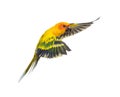 Sun parakeet, bird, Aratinga solstitialis, flying Royalty Free Stock Photo