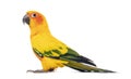 Sun parakeet, bird, Aratinga solstitialis, isolated